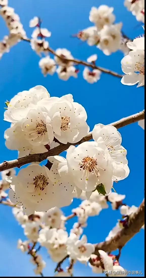 百花盛开，姹紫嫣红，赏心悦目，令人陶醉