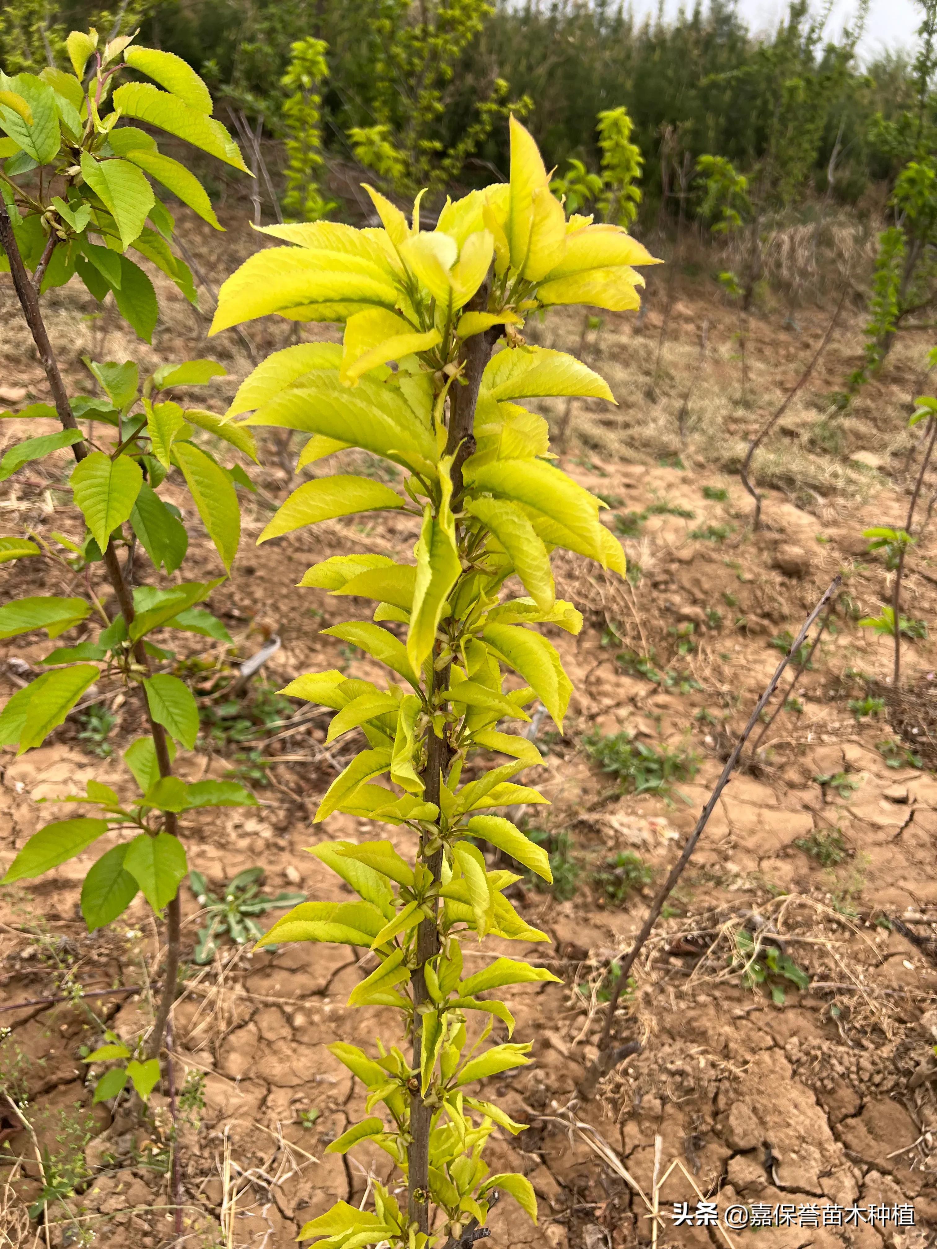 櫻桃樹葉子發黃怎麼辦?