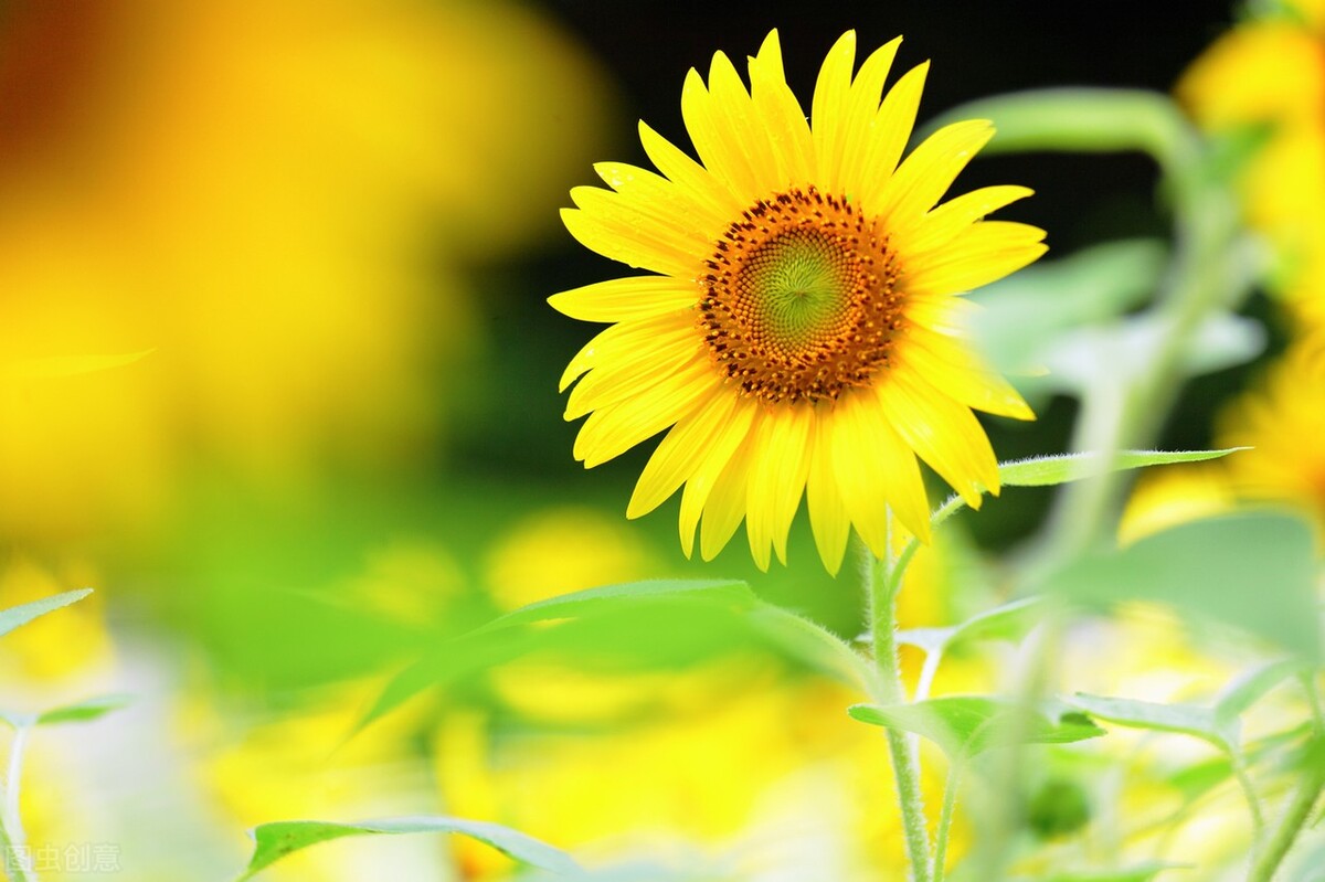 阳光自信的励志短句,不忘初心,温暖前行