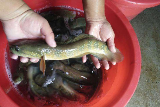 七星鱼多少钱一斤酷似泥鳅的小鱼