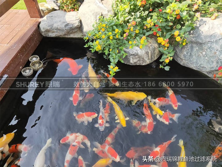 煦瑞生态水如何把拆除的旧池建造成标杆鱼池？鱼池过滤系统揭秘