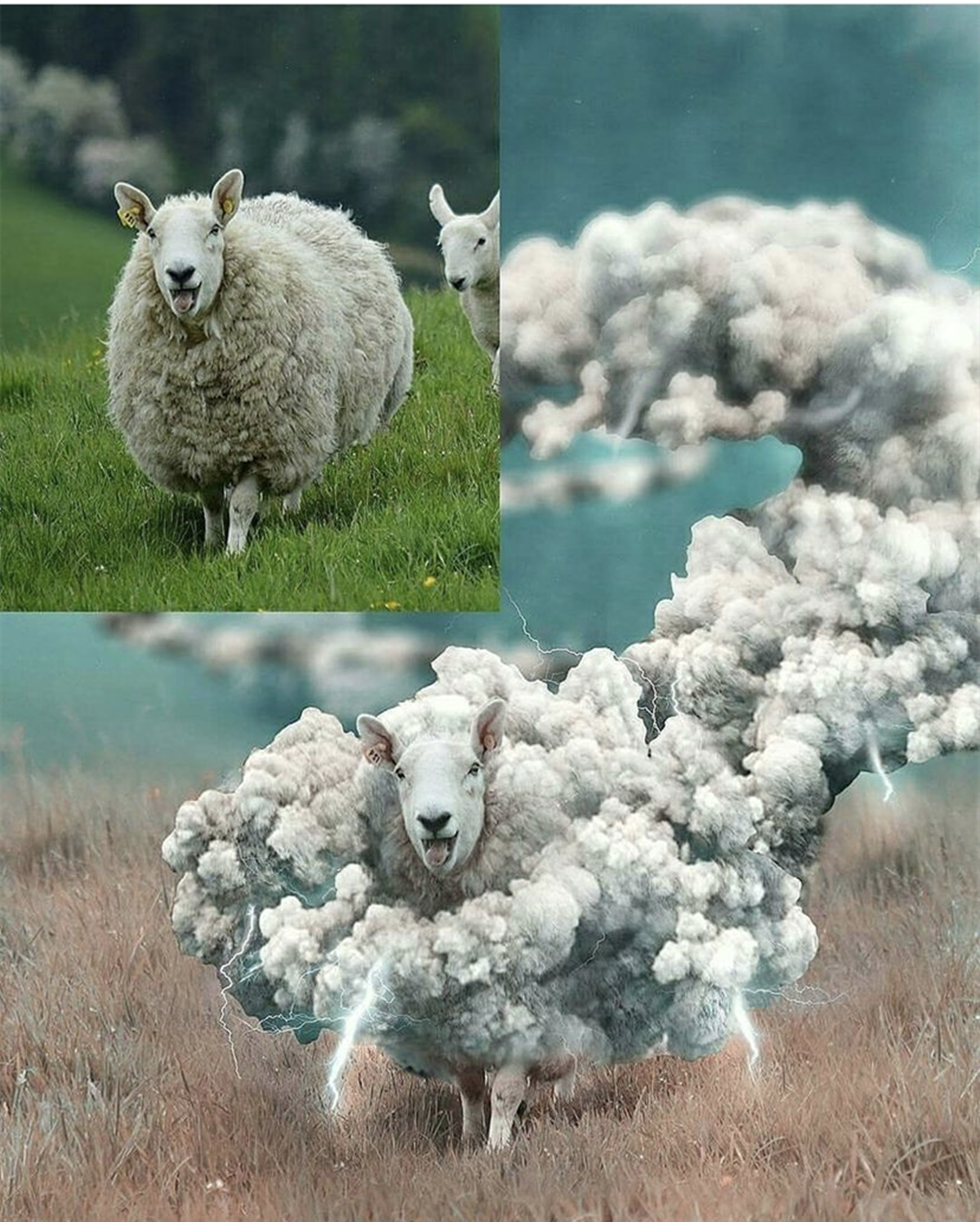 脑洞大开的动物与p图的结合,虽然是三次元却ps出了二次元的感觉