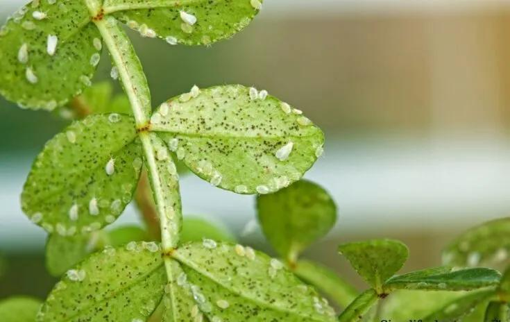 一般情况下,有三种虫害产蜜露,粉蚧,蚜虫和蚧壳虫.