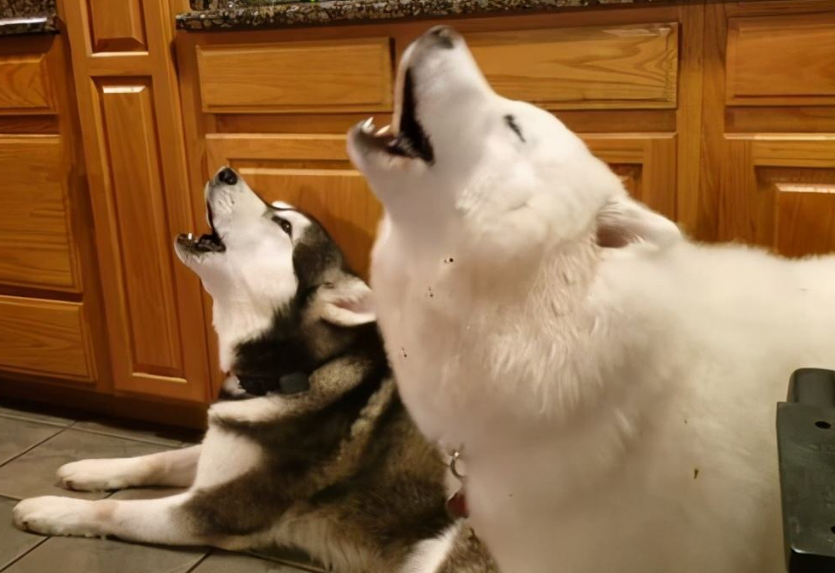 农村看家护院犬种排行：哪些狗狗最能守护家园防盗贼？