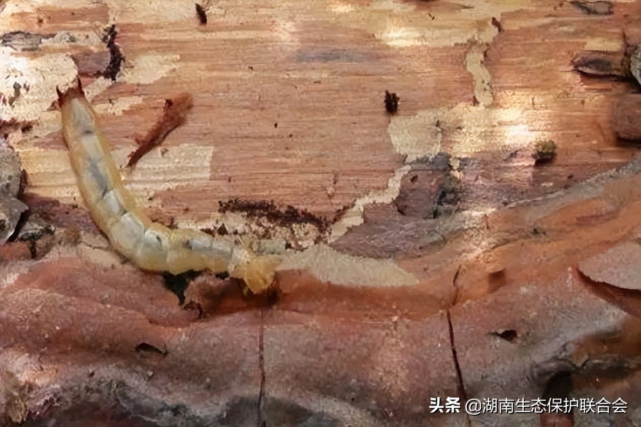 绿色百科 | 为什么说生物多样性是我们的生命？