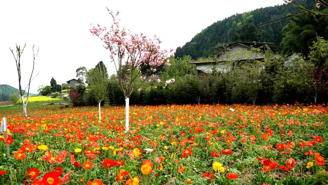 盐亭周边旅游景点大全(盐亭县七里花乡的赏花季已开启 悦闻天下