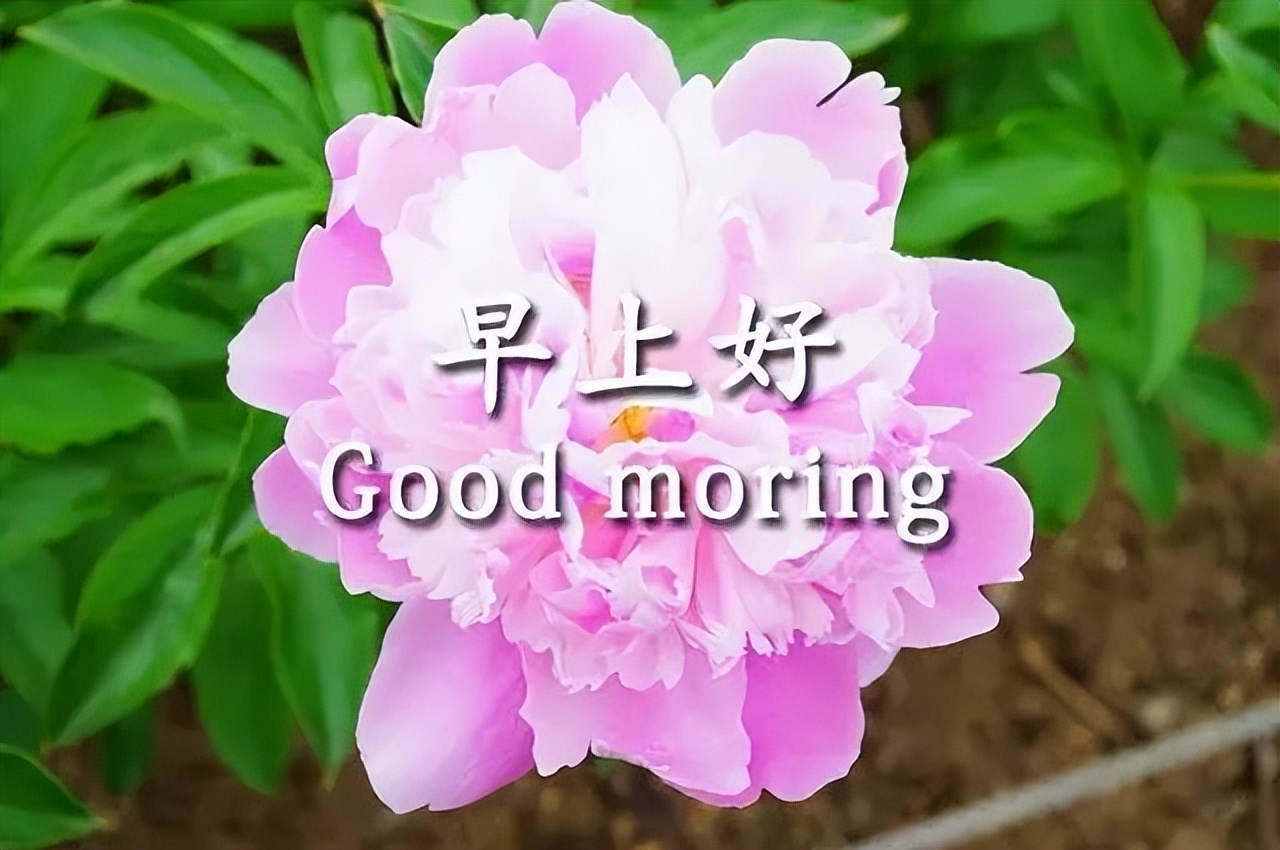 星期二微信漂亮的鲜花早上好问候问候语图片 珍惜所拥有的就是幸福图片