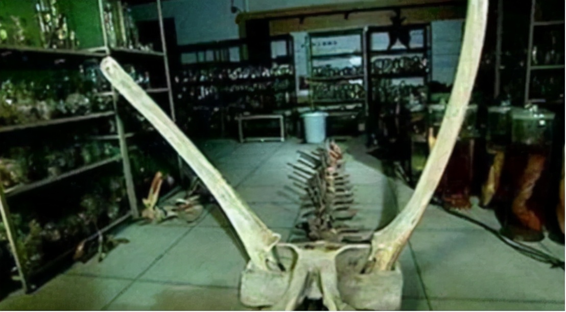 1934年辽宁营口发生坠龙事件,70年后有人上交龙骨,揭开坠龙谜团