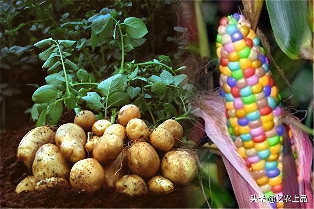 关于“转基因”您了解多少？