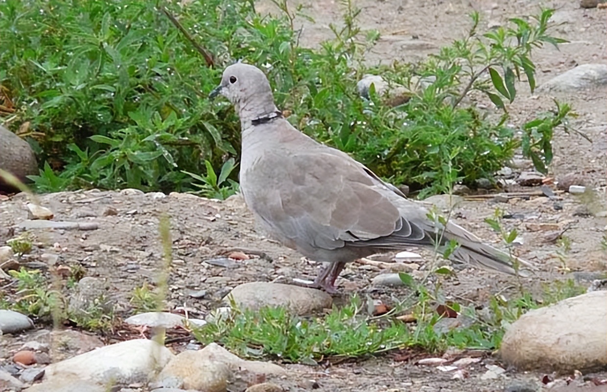 种类斑鸠,长得很像鸽子,但是体型比鸽子