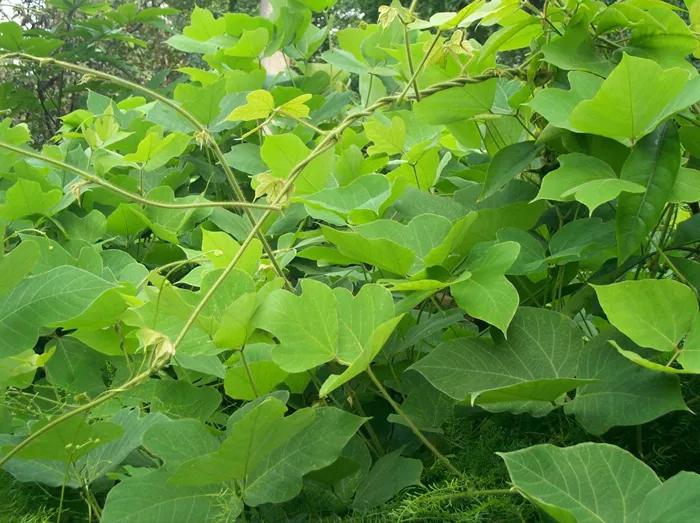 葛根树图片(大山里的葛根) - 赤虎壹号