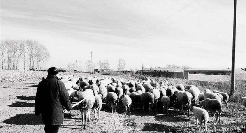 一个连名字都不会写的放羊老头，凭独门绝技成了警界顶尖追踪专家