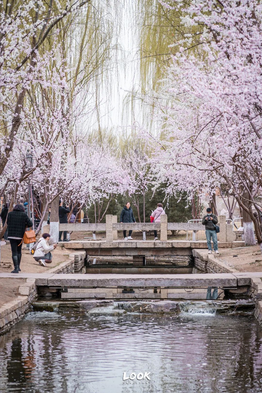 北京看花的景点推荐(北京赏花全攻略不枉过春天)