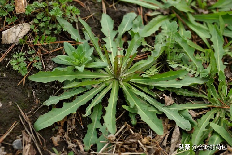 1.苦菜小满吃5菜