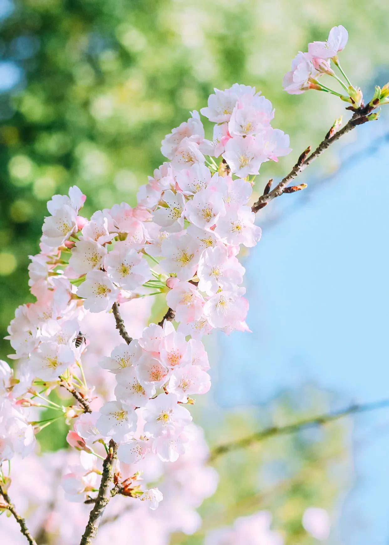期待相遇的唯美句子(等春风拂过) - 火句子
