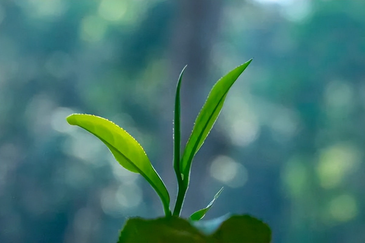 澜沧古茶拟转至港交所上市，八马茶业、中茶股份亦在冲刺A股
