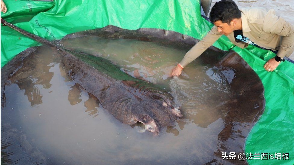 湄公河釣到600斤最大淡水魚,河裡還有巨型鯰魚,鯉魚