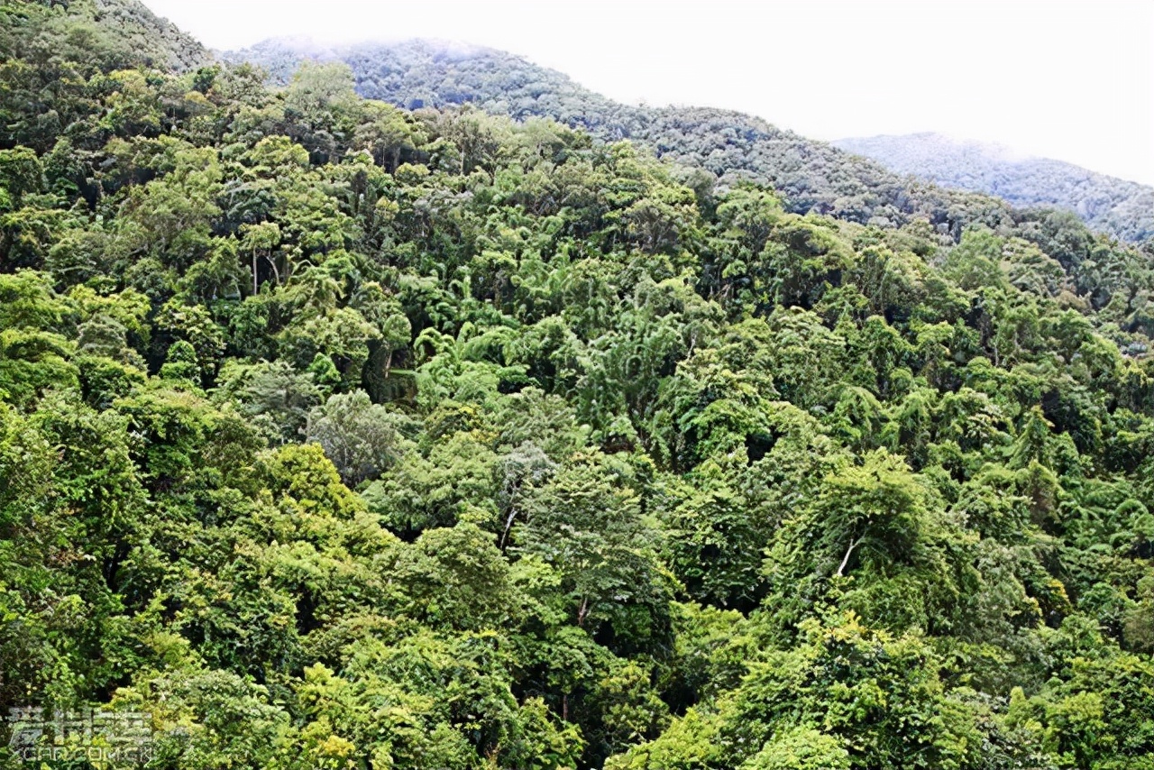 二战中最后一个投降的日本兵，不信日本战败，丛林中坚持战斗29年