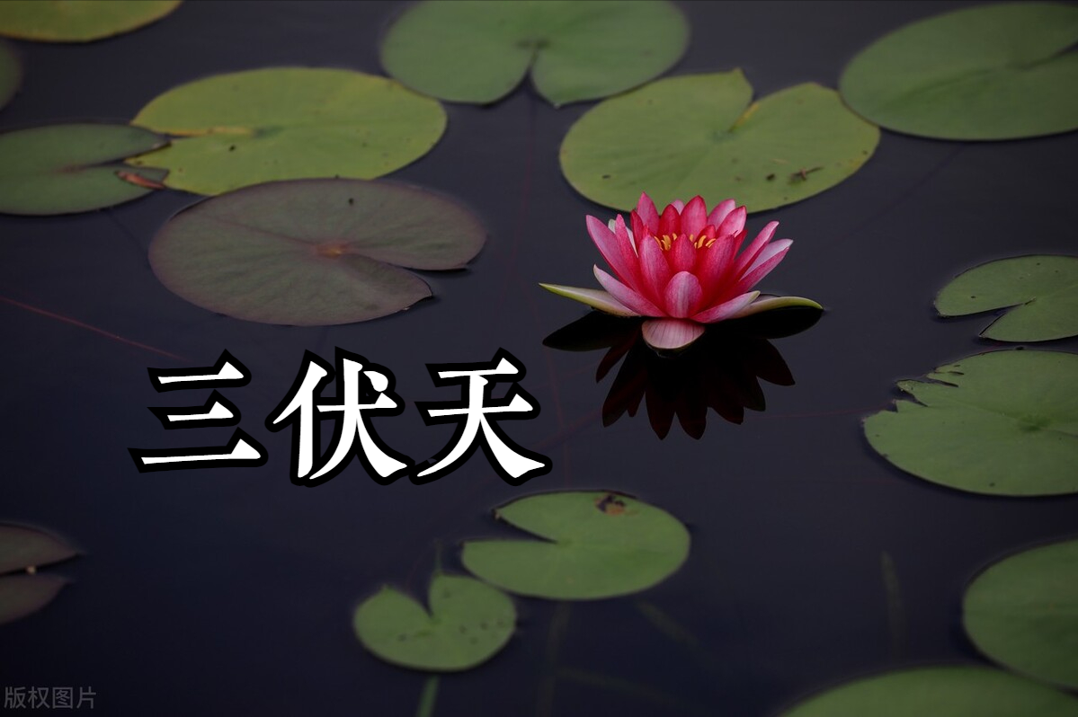 三伏天吃肉有讲究(三伏天吃肉有讲究吗)