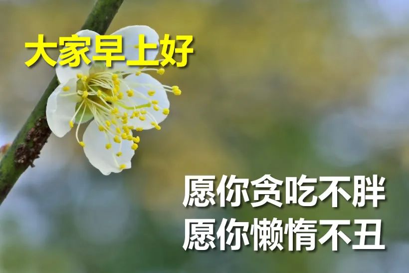星期一早上好表情包，希望你度过美好的一周，天天问候表心声图片