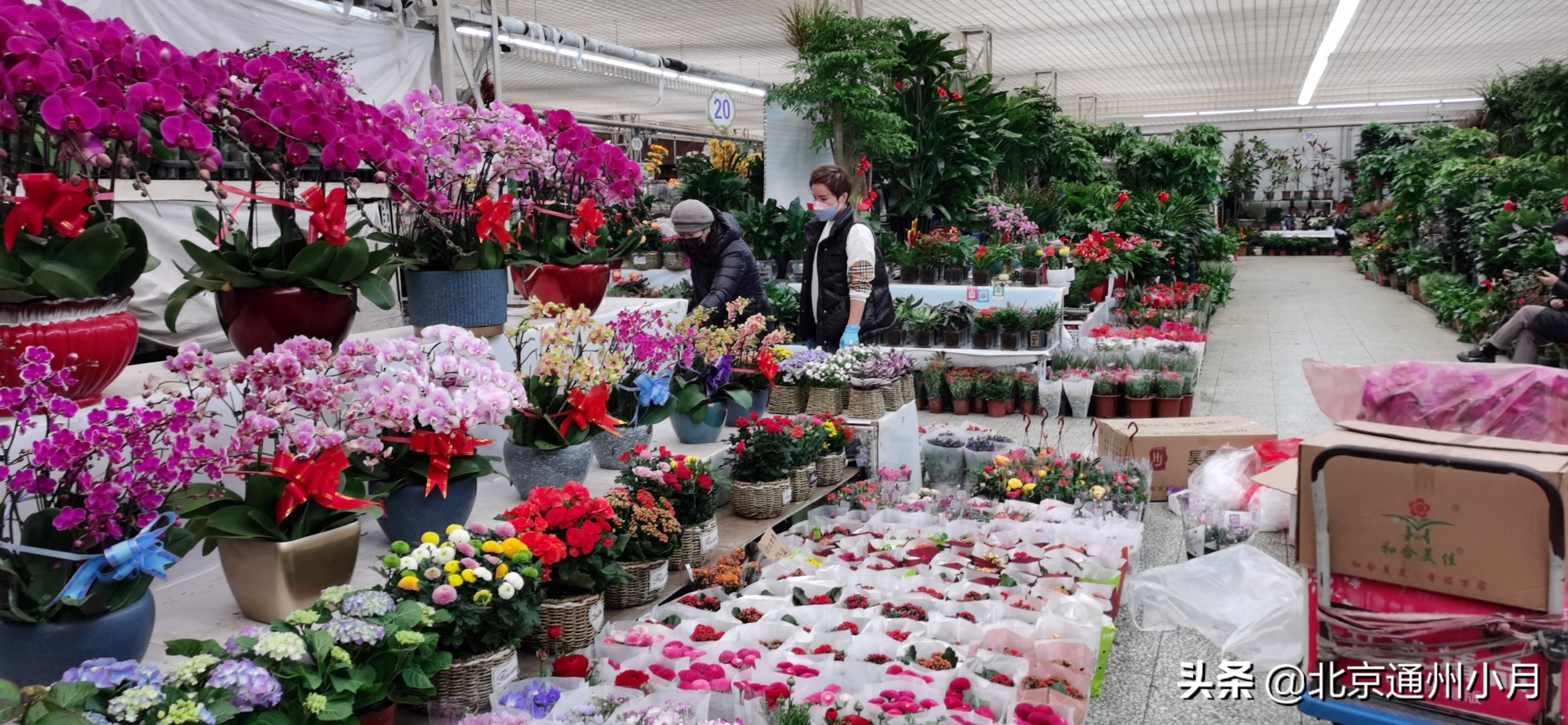 北京花卉批发市场都有哪些地方，北京花卉市场种植基地