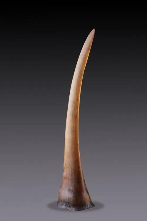 "飞来横祸",女子买盔犀鸟吊坠获刑10年,对我们有何警示?