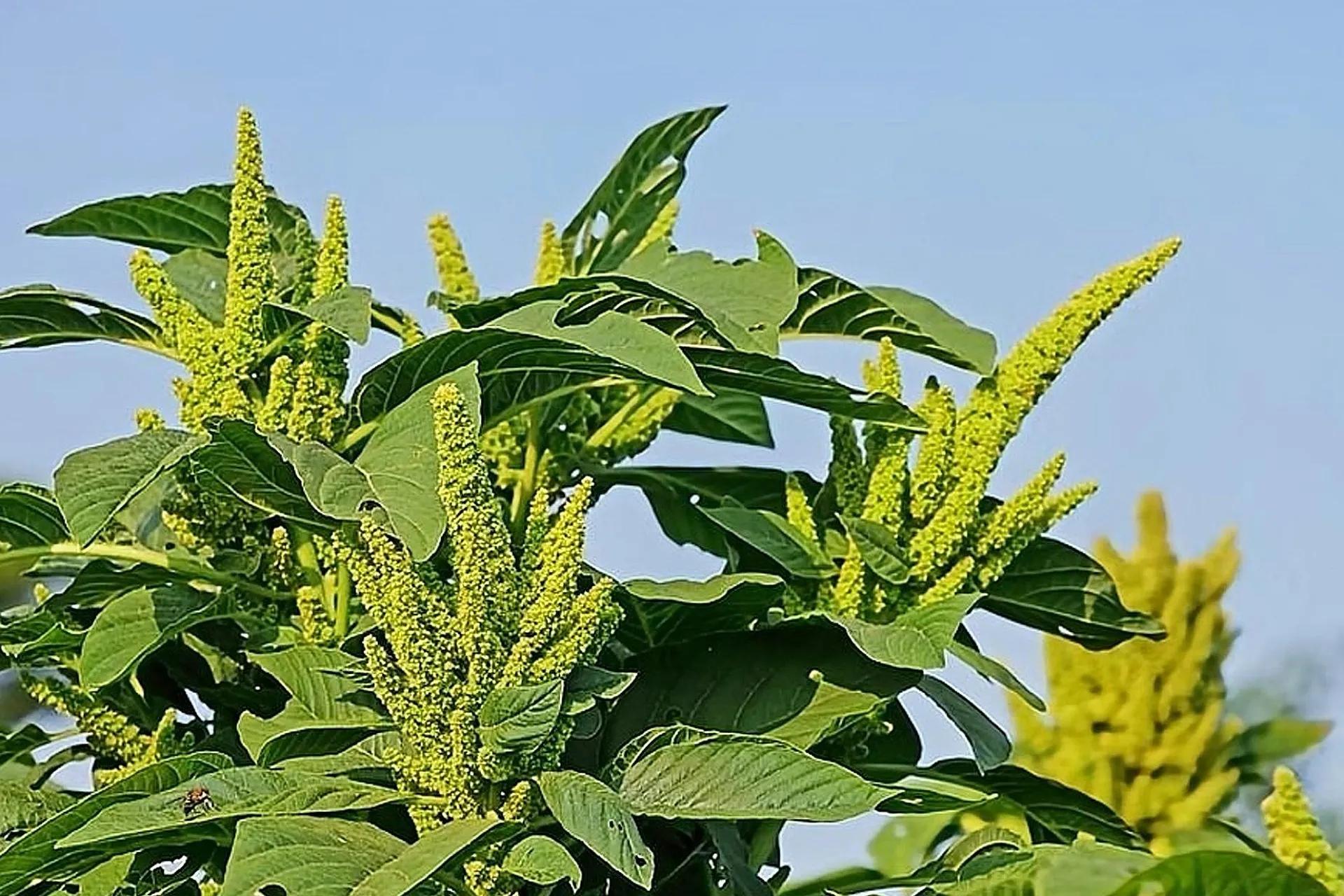 喜欢农村野菜的朋友注意，6到7月正该吃这种野菜，有吃鸡蛋的感觉