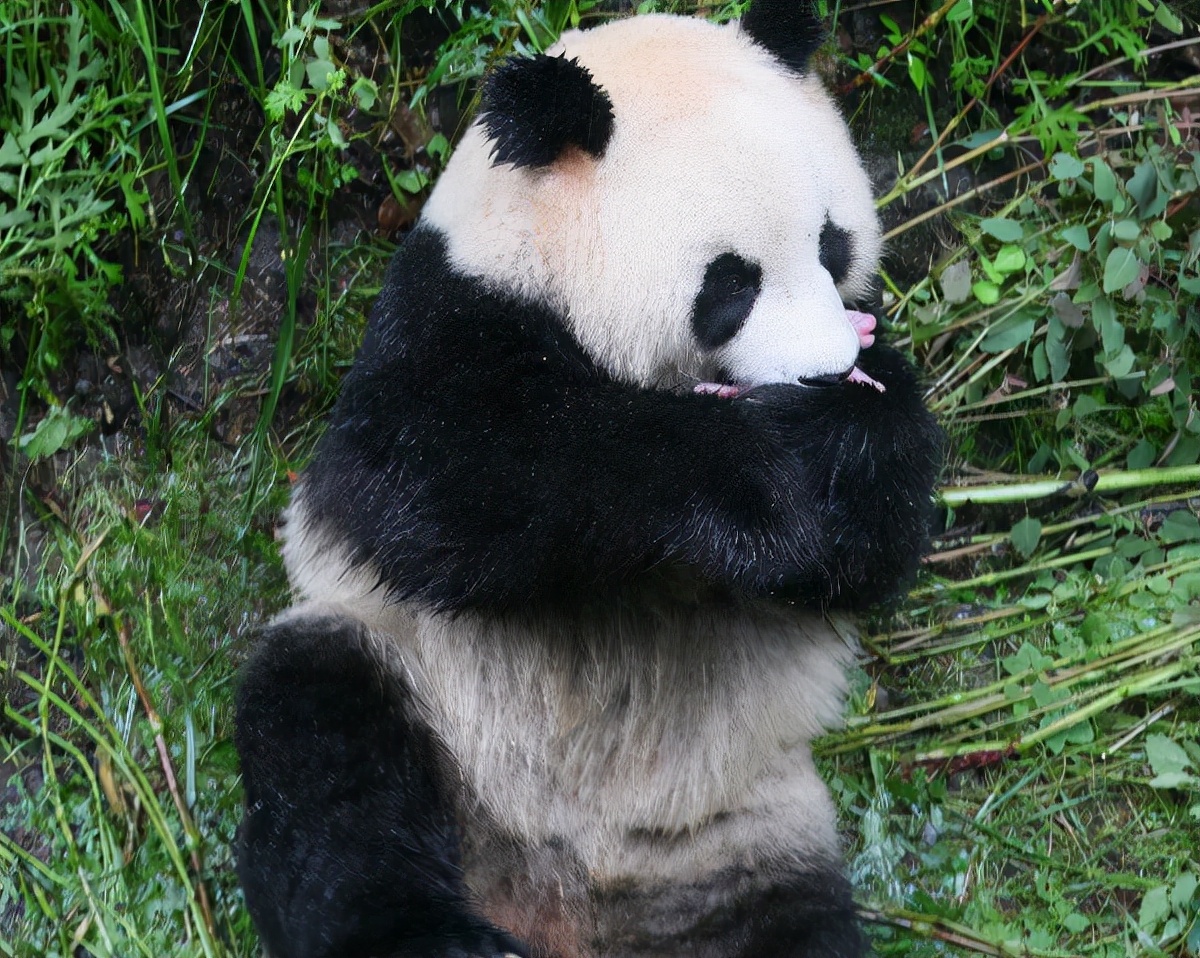 大熊猫到底是熊科动物还是猫科动物呢？