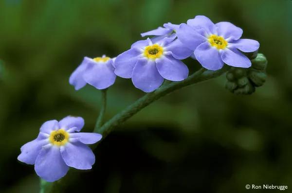 星辰花图片(星辰花的花语和寓意文章介绍)