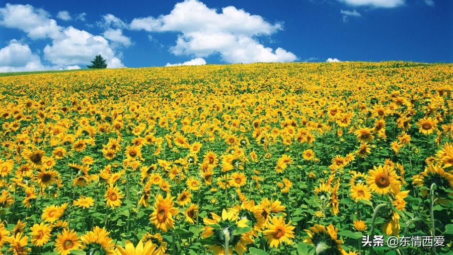 舍不得删除的伤感句子，句句戳心痛处，让人忍不住泪流