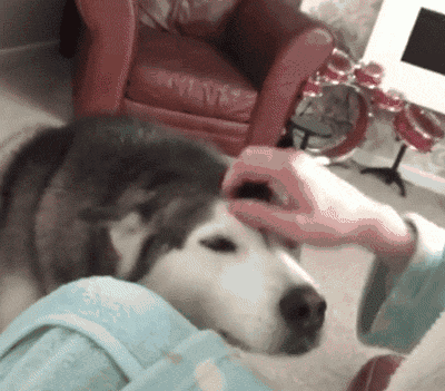 狗狗拿头“拱人”，其实是想说这几句话