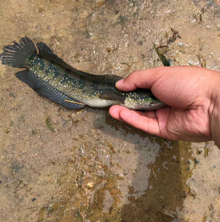 ",其实这个是不对的,虽然它们长得有点相似,可是和章公鱼和乌棒的花纹