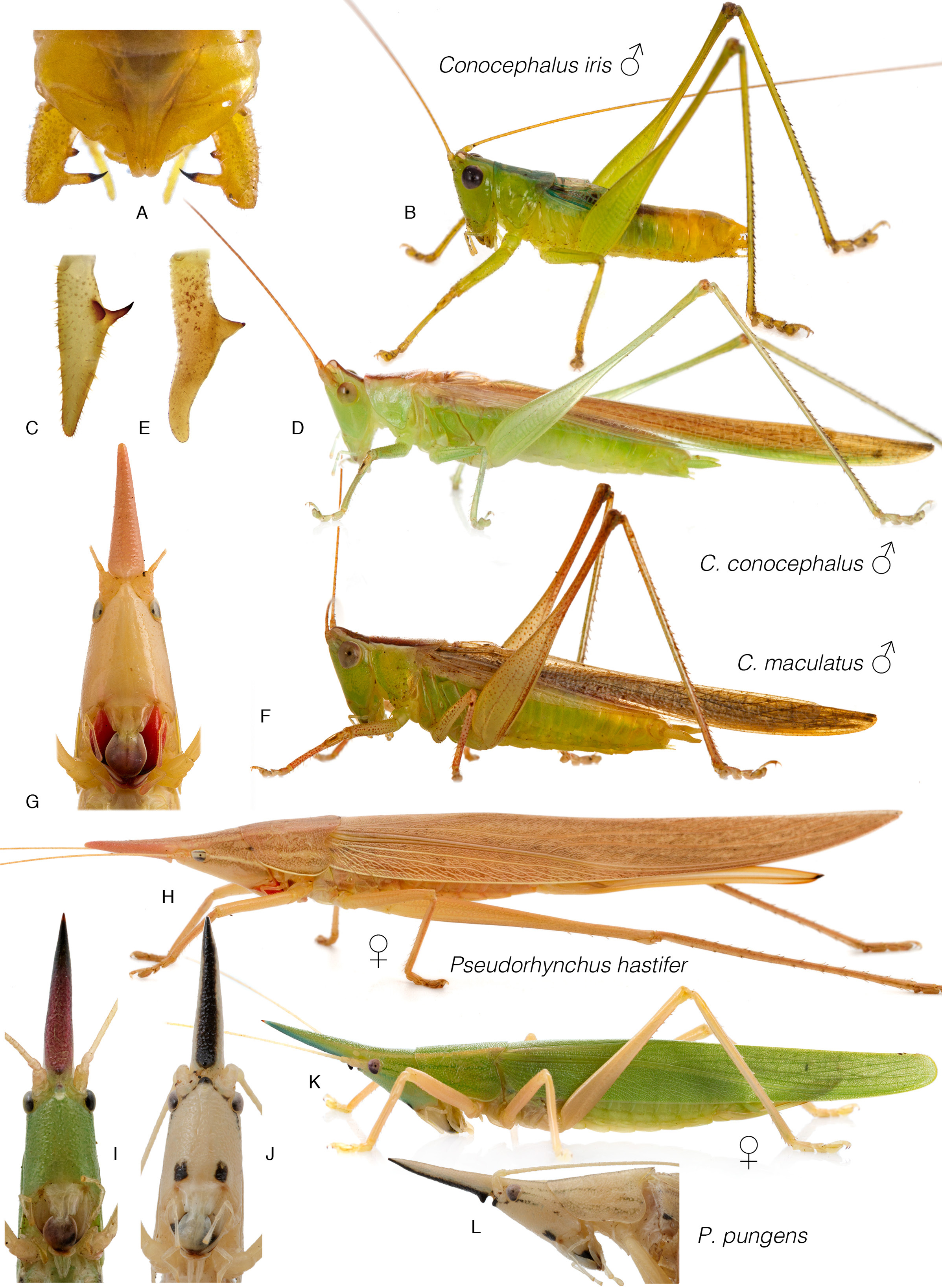 蝗虫和蚂蚱的区别图片(进化的终点是没有男性) - 赤虎壹号