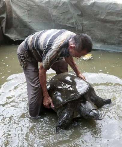 说字解文8海豚斑马鱼鼋的得名由来