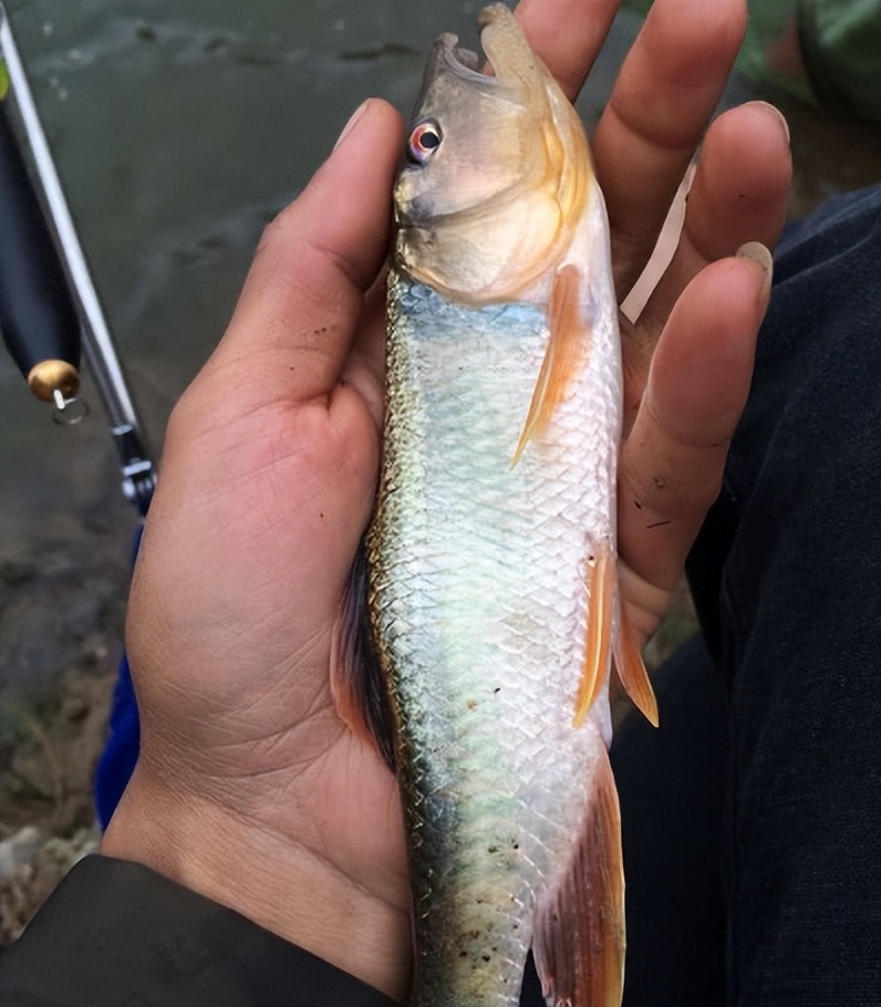 马口鱼最大能长多大?个头小巧的它为何被称为"淡水中的贵族"?