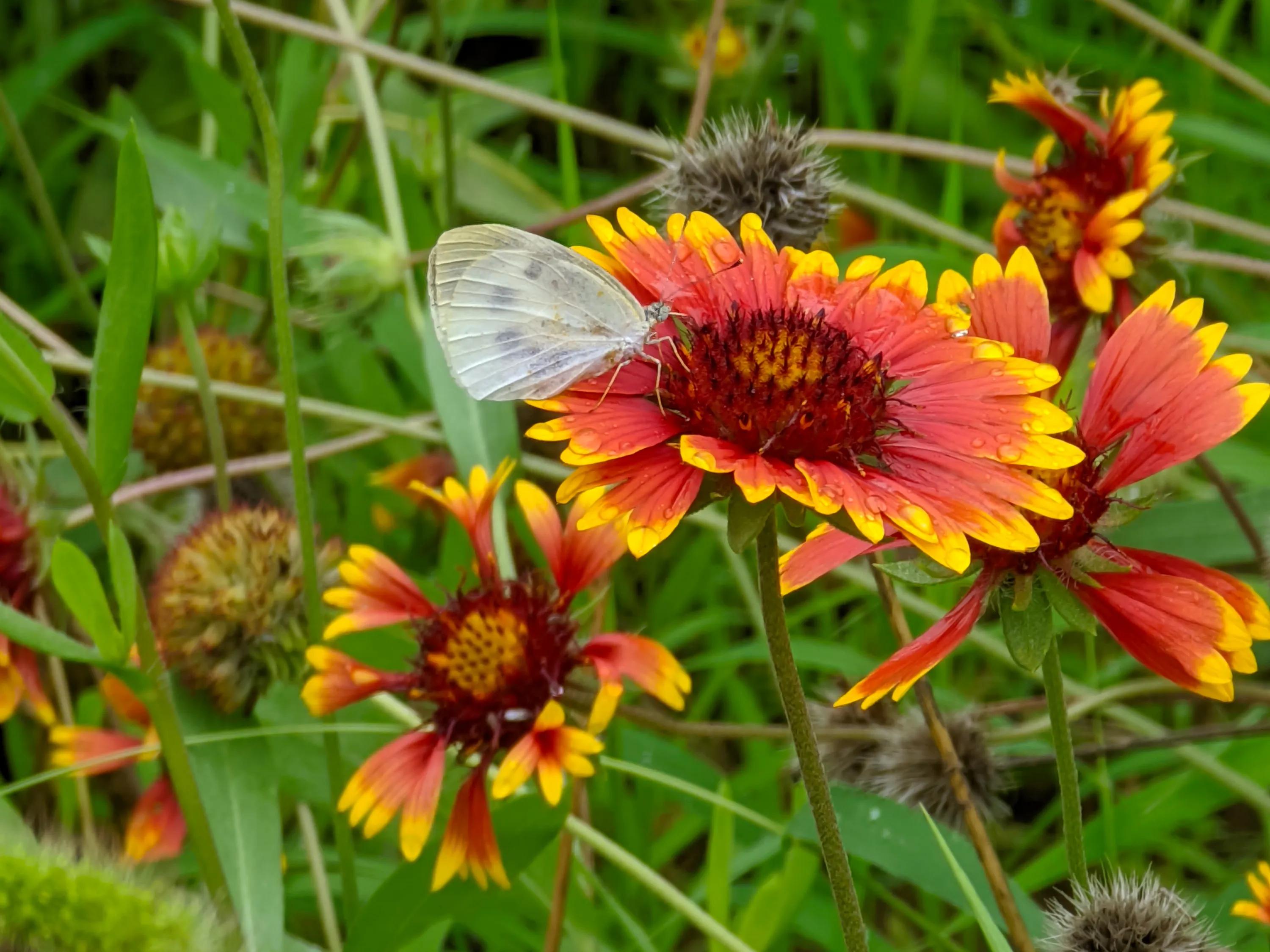 小米手机可以试试谷歌相机，比原生相机效果好
