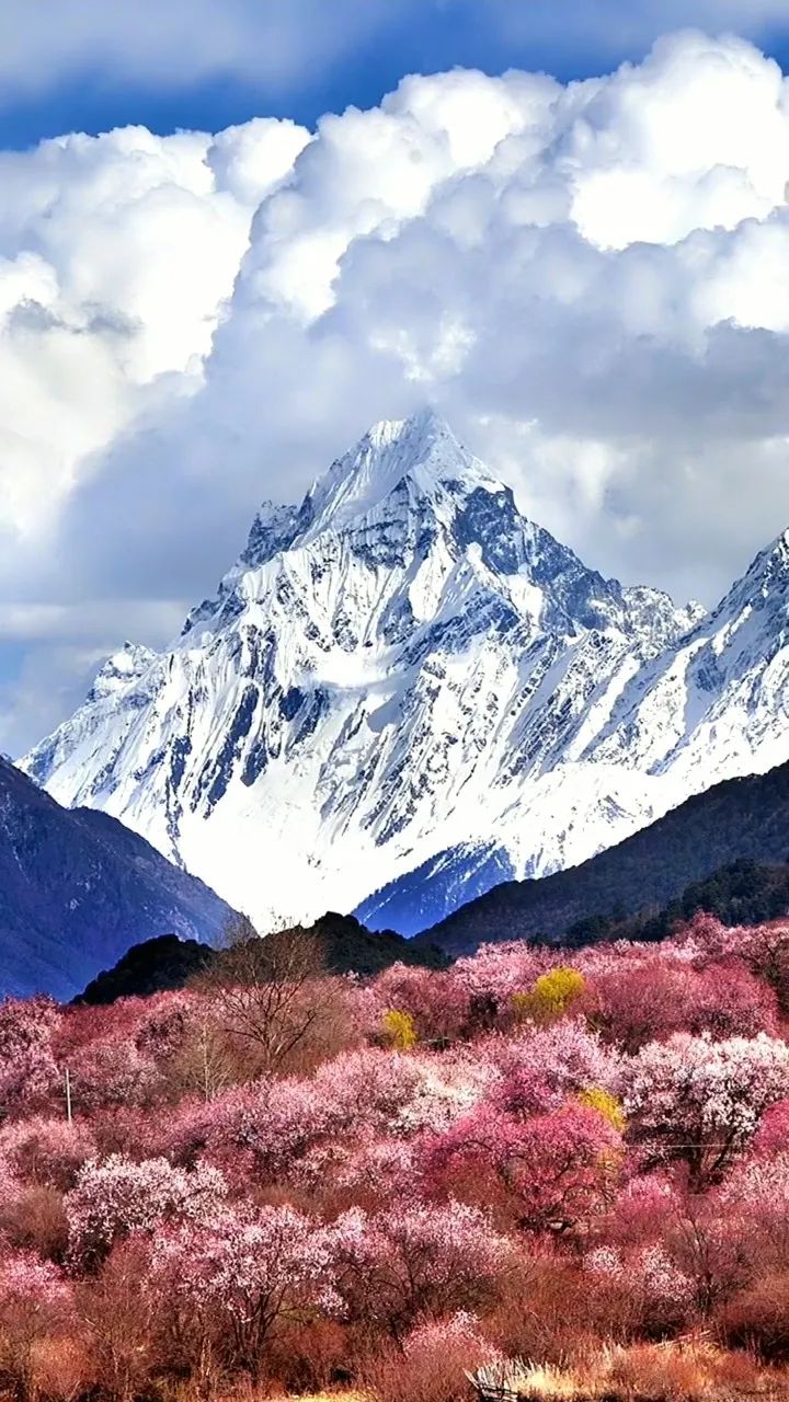 人世间最美的春天有两个：一个在心里，一个在西藏林芝