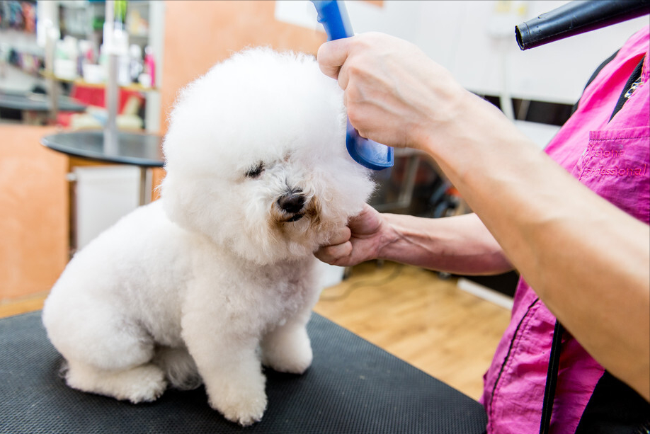 比熊犬图片及价格（最新的比熊犬市场行情价格）