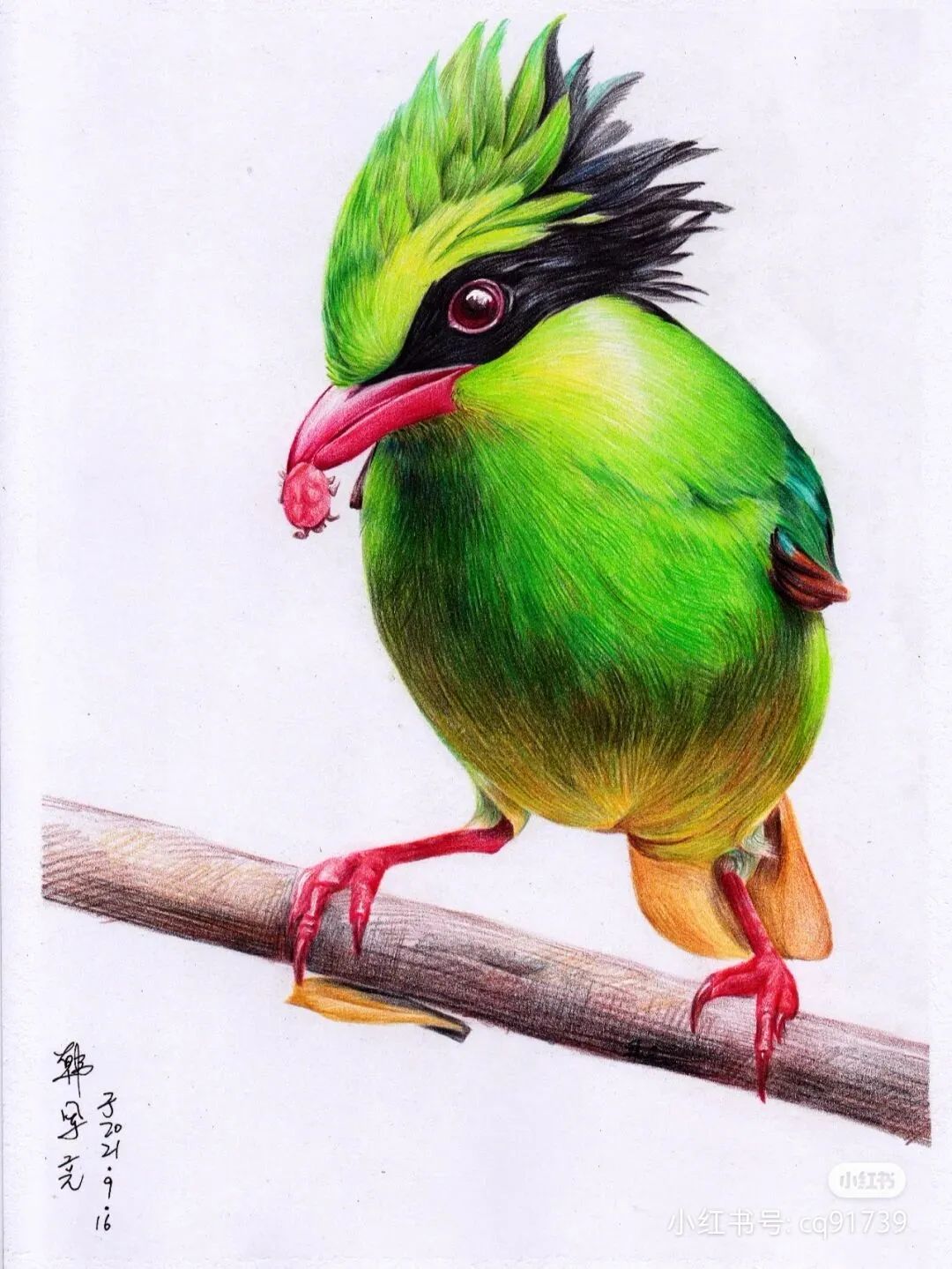 彩铅绘画素材—身披彩翼，心有灵犀一点通，五彩斑斓的鸟儿彩铅画