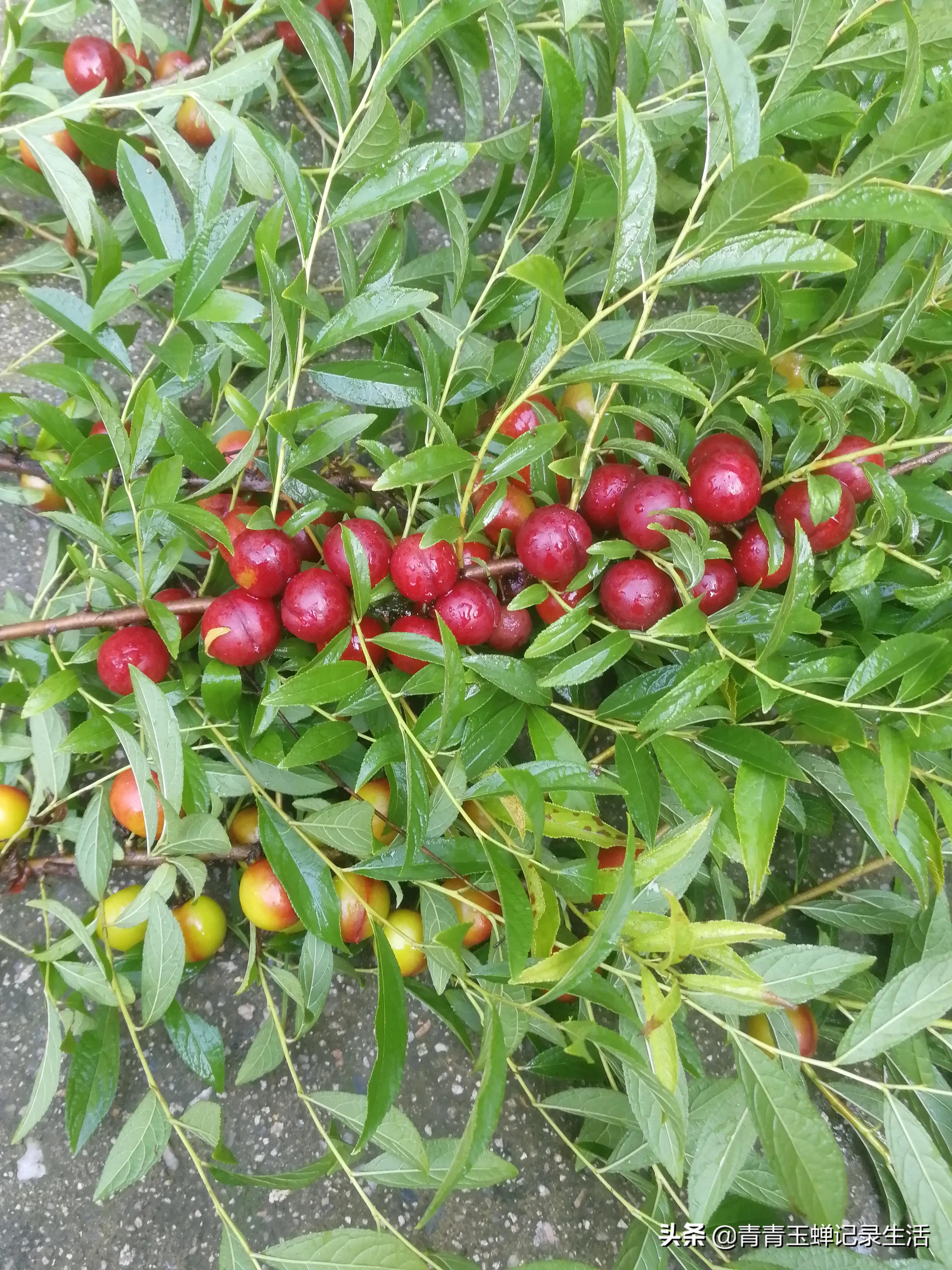 钙果种植是不是骗局,宁夏钙果骗局揭秘