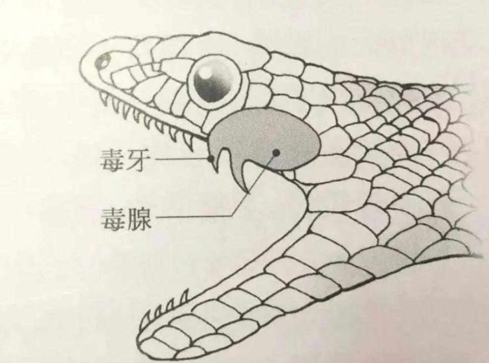 蛇的養殖,蛇的養殖技術