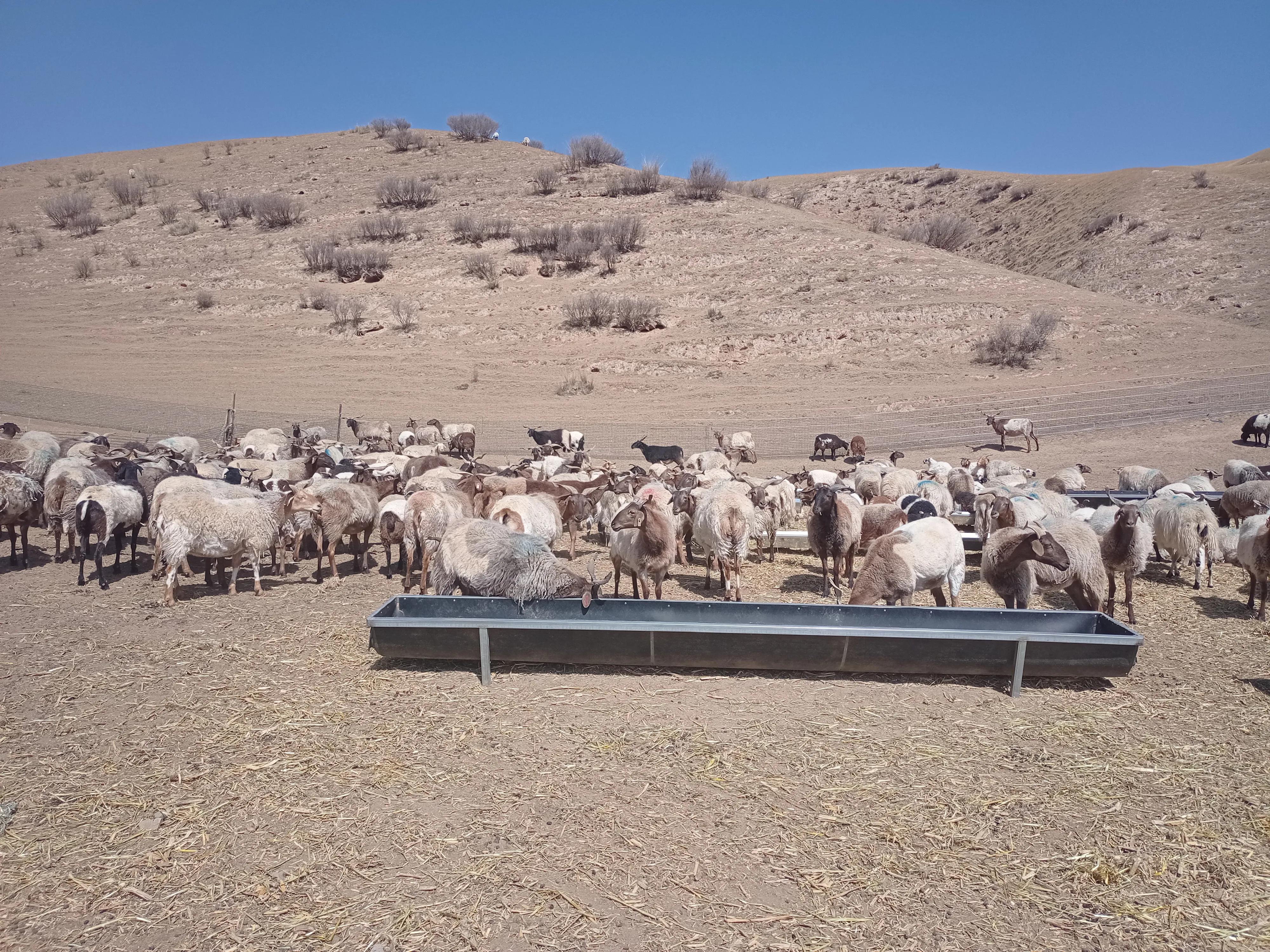 养羊技术及羊的养殖方法（带您了解养羊技术分享）