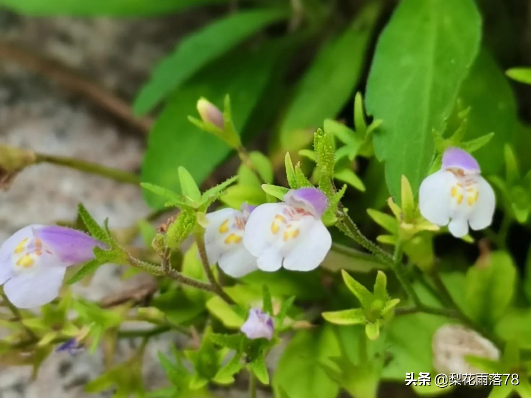浅夏诗韵是什么意思?