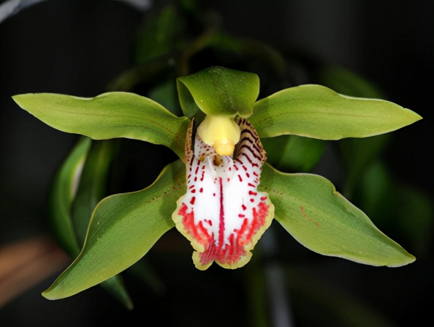 29个兰花品种，名称与图片都在这里了，你还傻傻分不清吗？