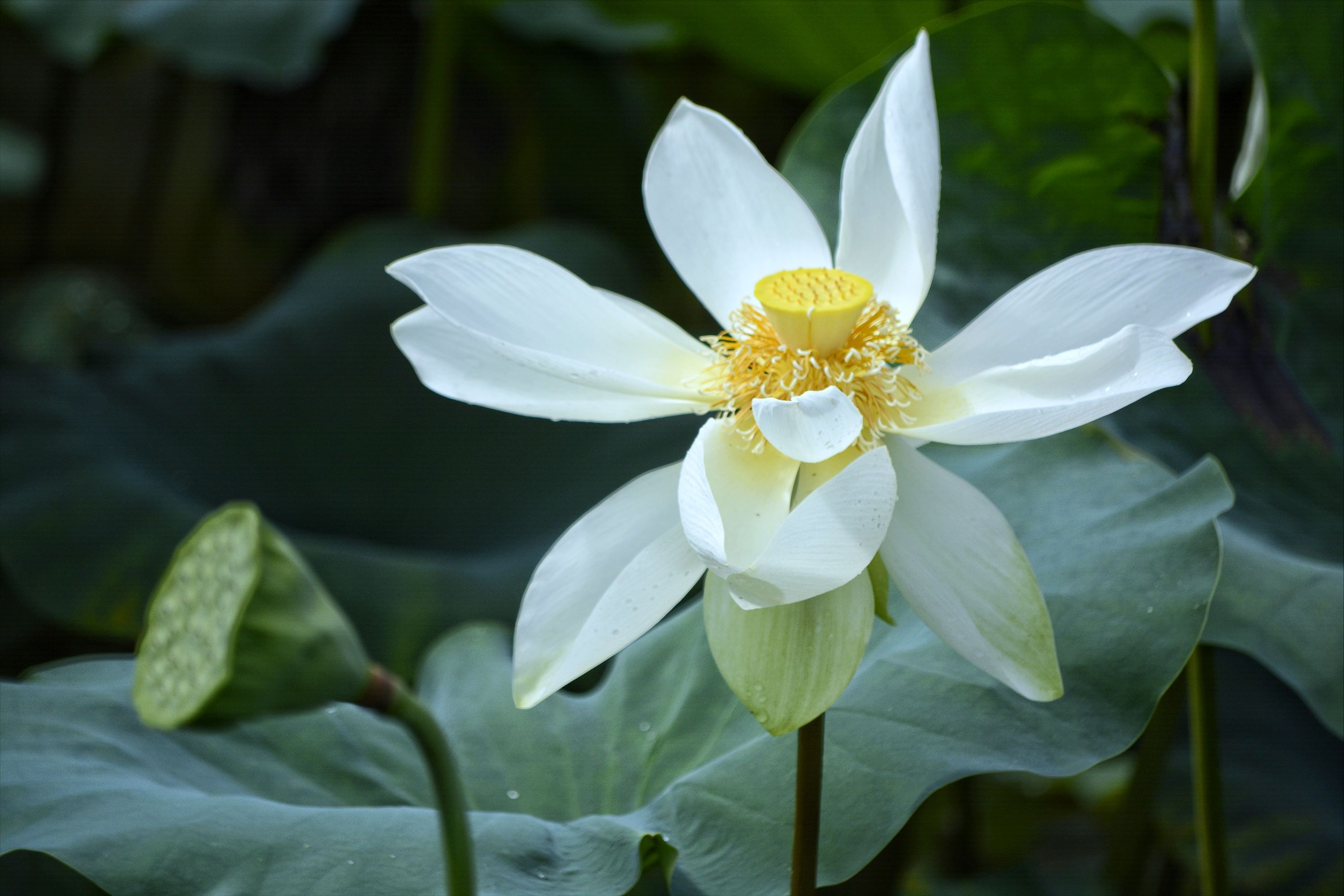 30首唯美荷花诗词，让诗意的荷花给你带来夏日的美好