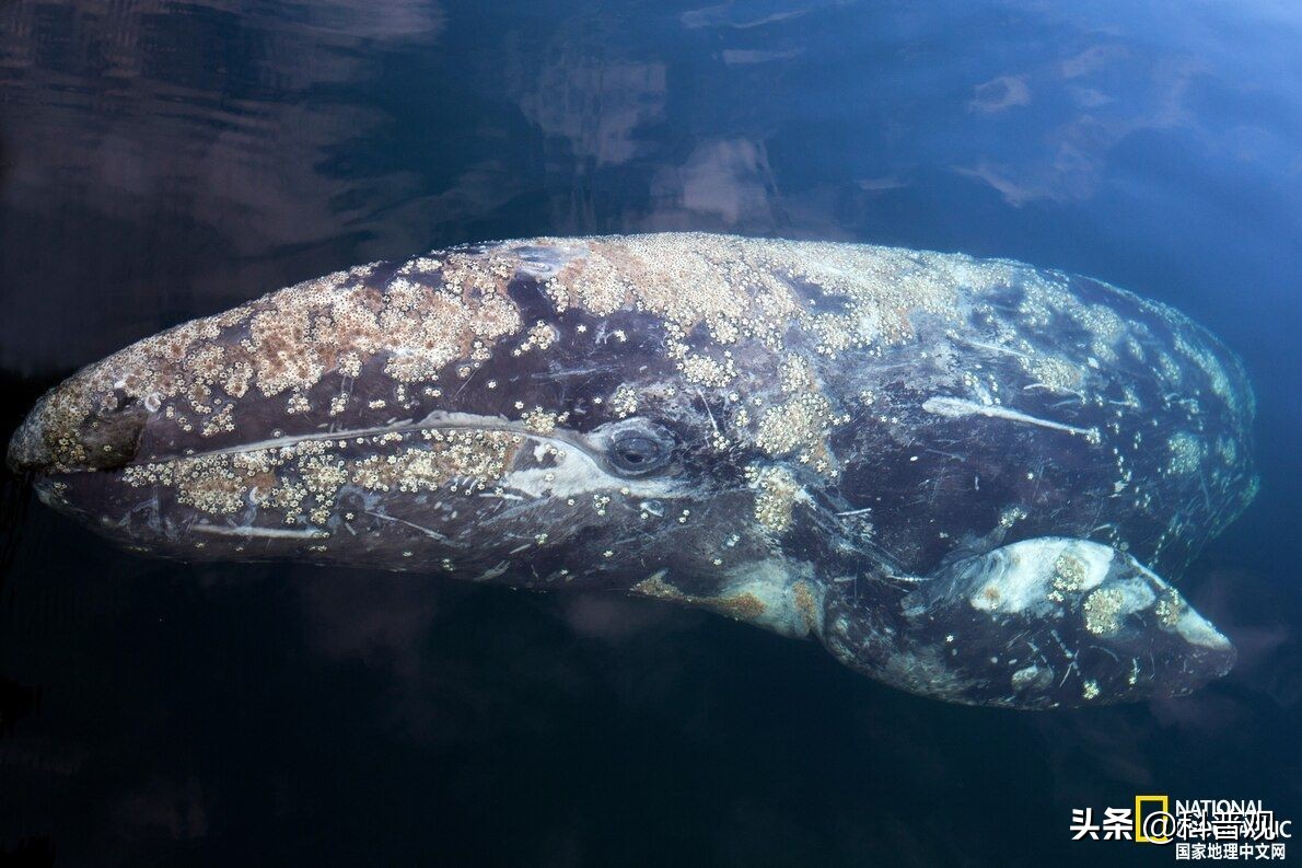 藤壶多少钱一斤(地狱美食) - 价格百科
