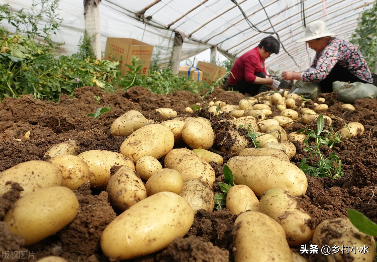 土豆种植时间（教你5个技巧出苗快芽苗健壮）