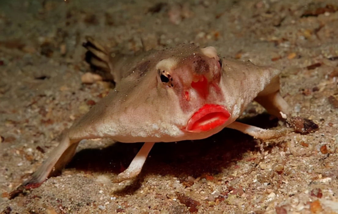 深海里的怪鱼图片