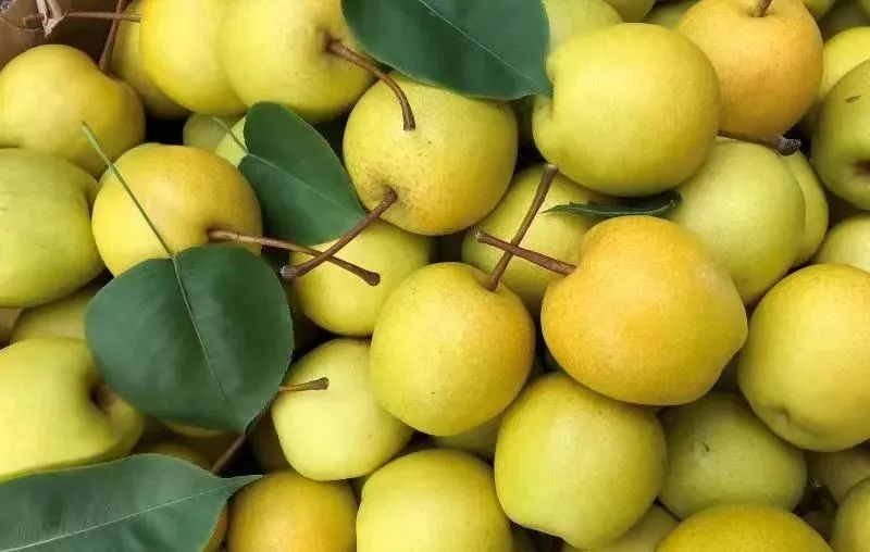【镇罗营镇】万亩梨花邀您共赏