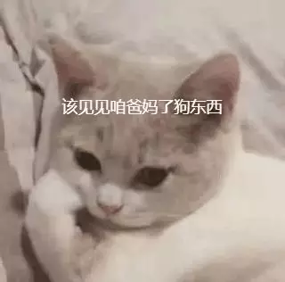 新年宠物托运保姆级指南,为了毛孩子一定要看